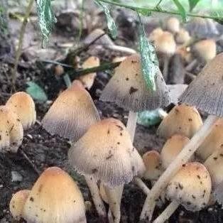 陇南探险之旅，狗狗与你共赏美景的旅游攻略！