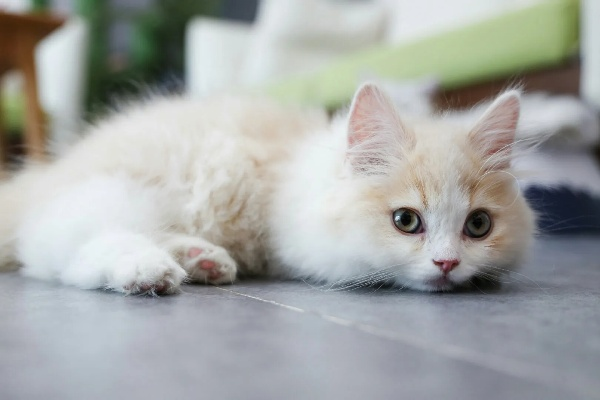 揭秘百度猫图，探索猫咪世界的无限魅力